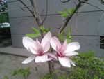 玉兰花 植物