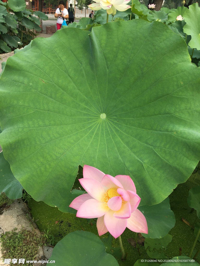 荷花 荷叶