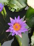 睡莲 荷花