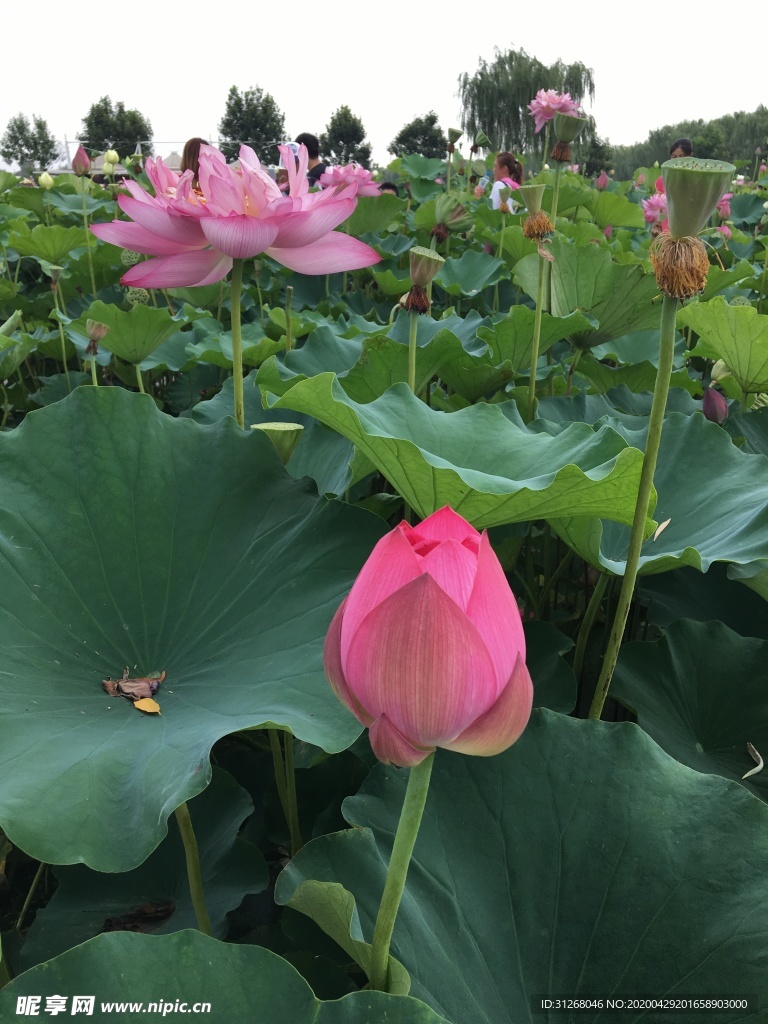 荷花 荷叶