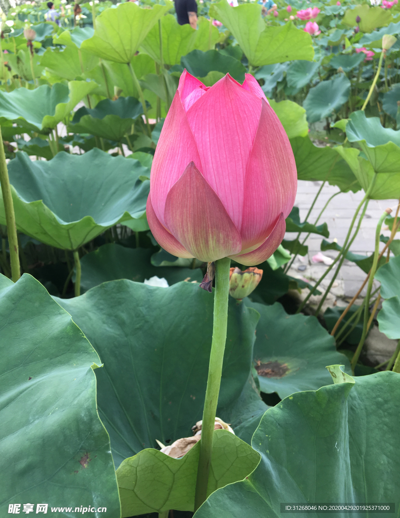 荷花 荷叶