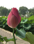 荷花 荷叶