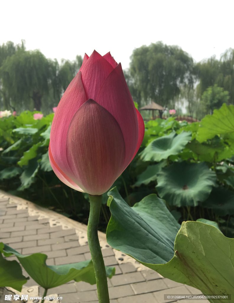 荷花 荷叶