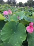 荷花 荷叶