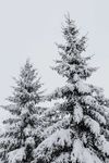 雪松