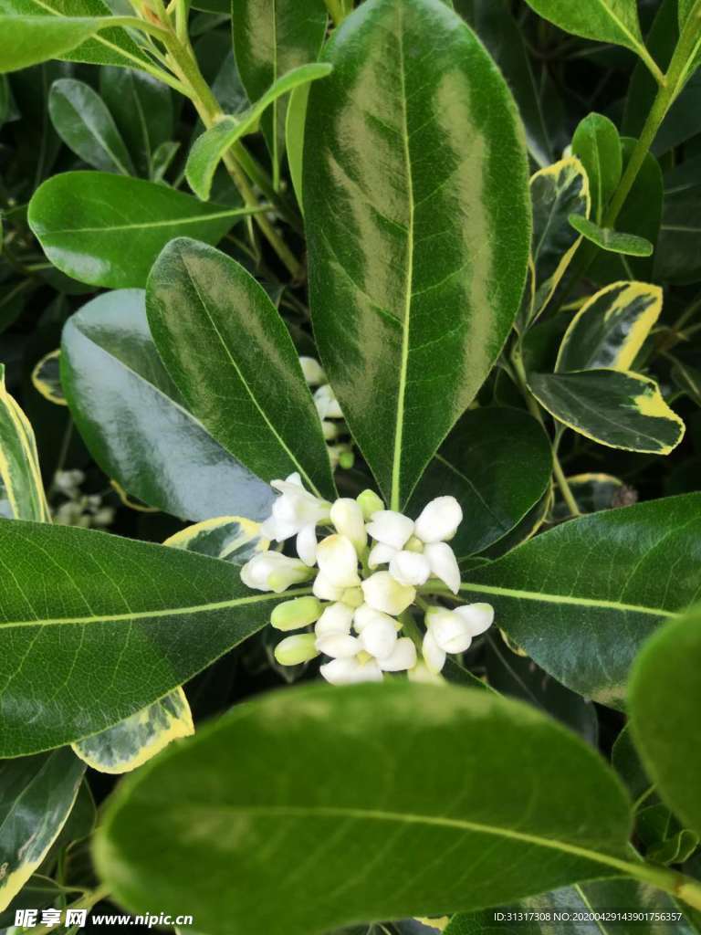 植物