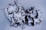 雪
