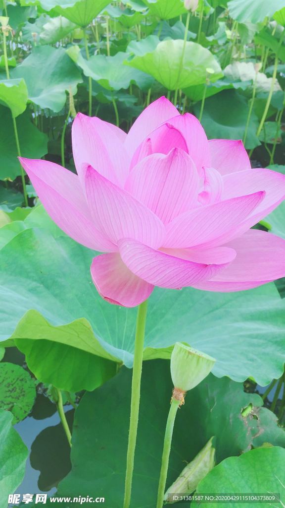 荷花