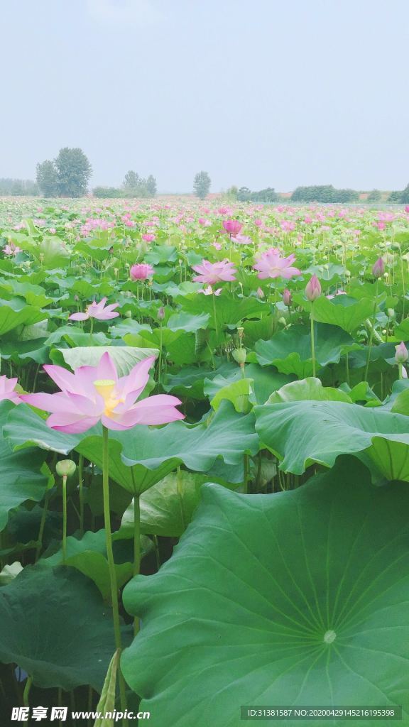 荷花