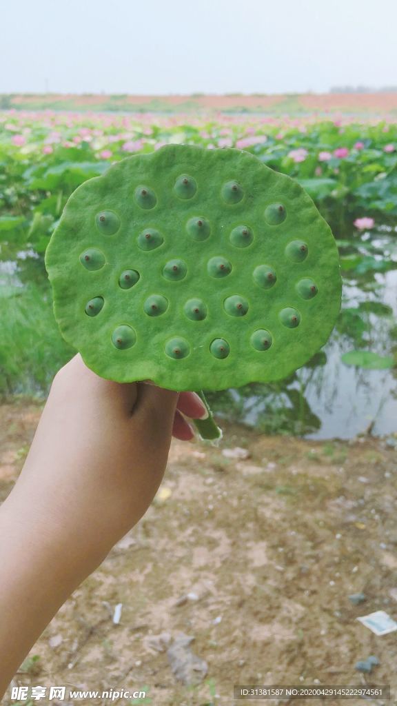 莲蓬