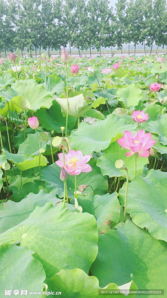 荷花