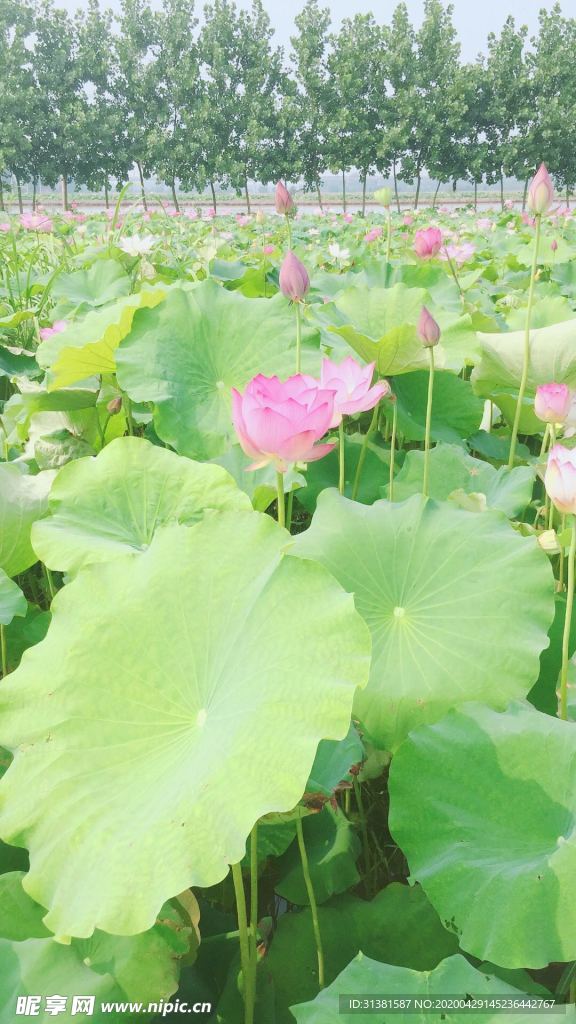 荷花