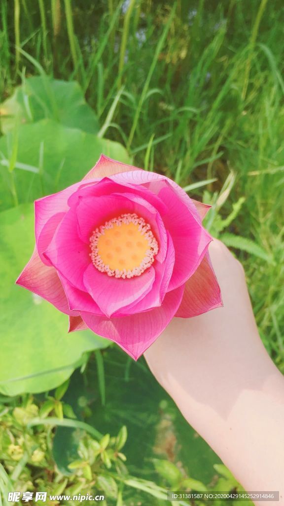 荷花