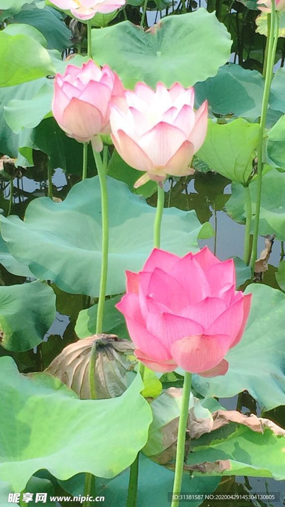 荷花