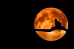 月亮和猫