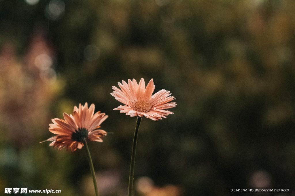 小雏菊