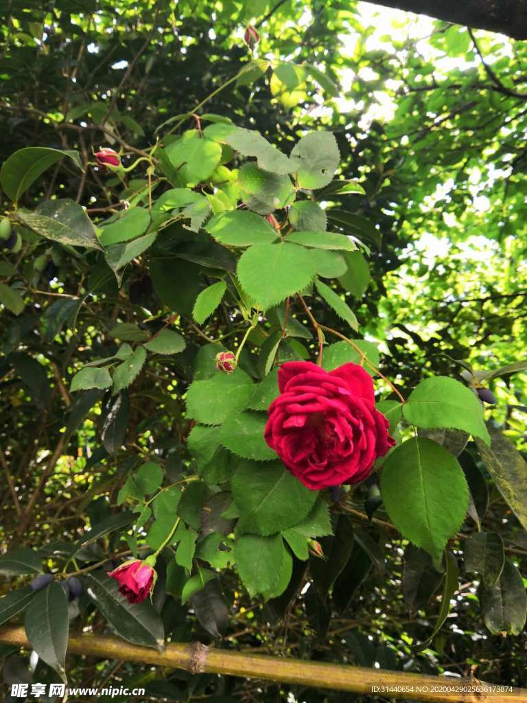 月季花