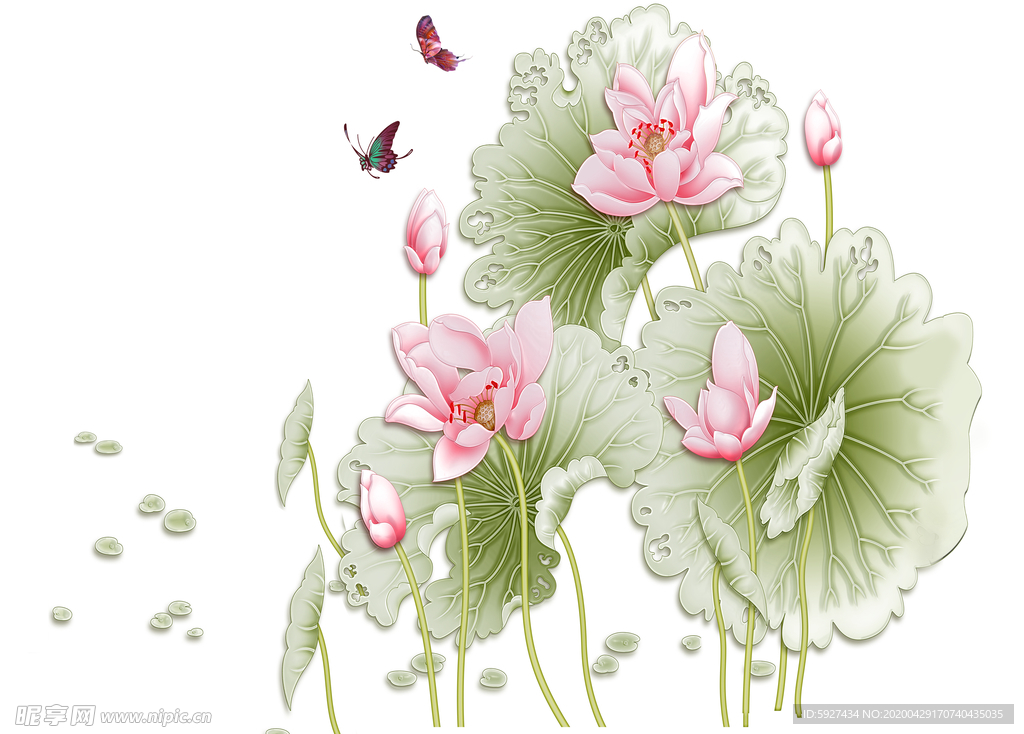 荷花