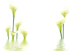 百合花