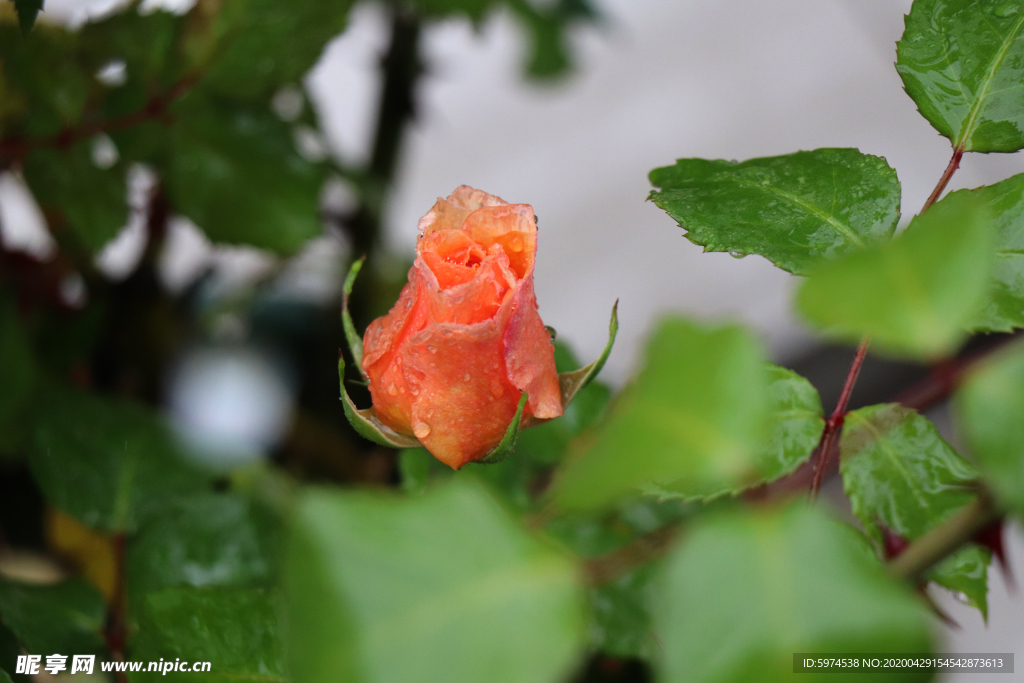 月季花  玫瑰花