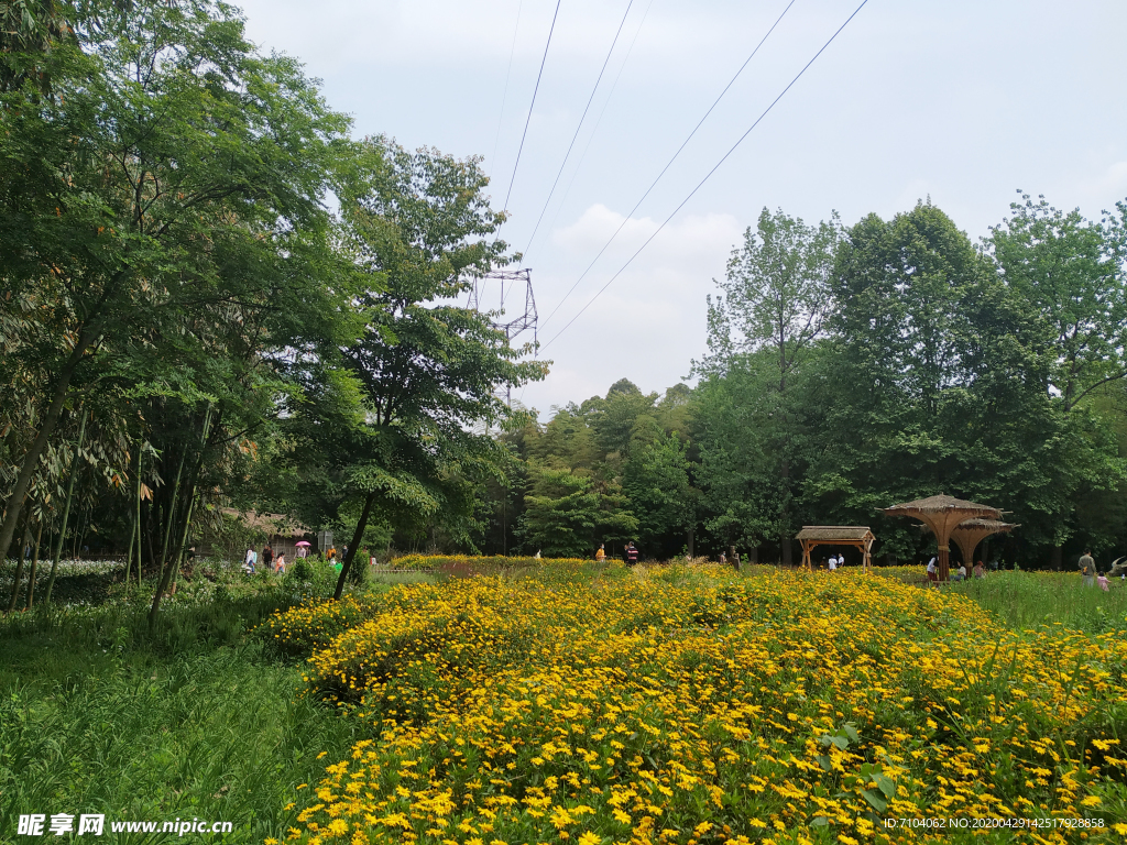 新津   斑竹林   鲜花