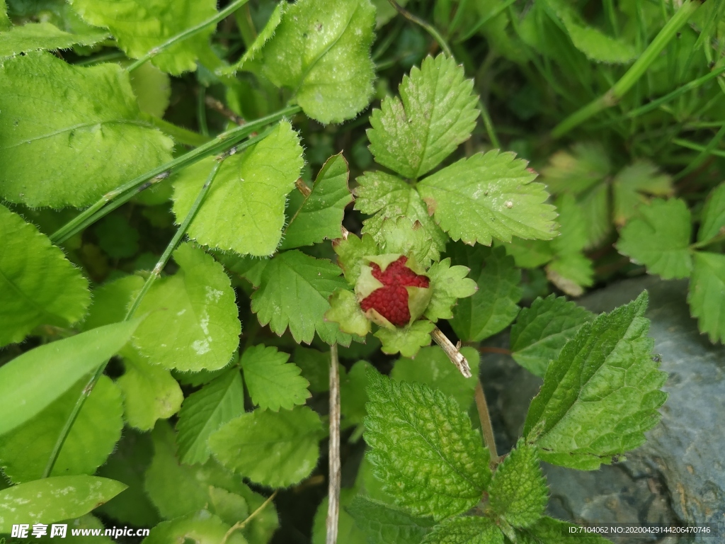 野草莓 大自然 春天气息