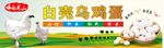 白壳乌鸡蛋