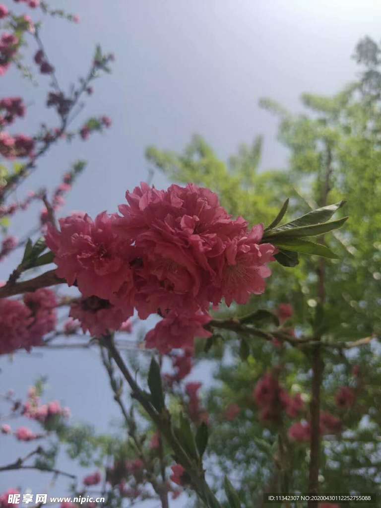 桃花