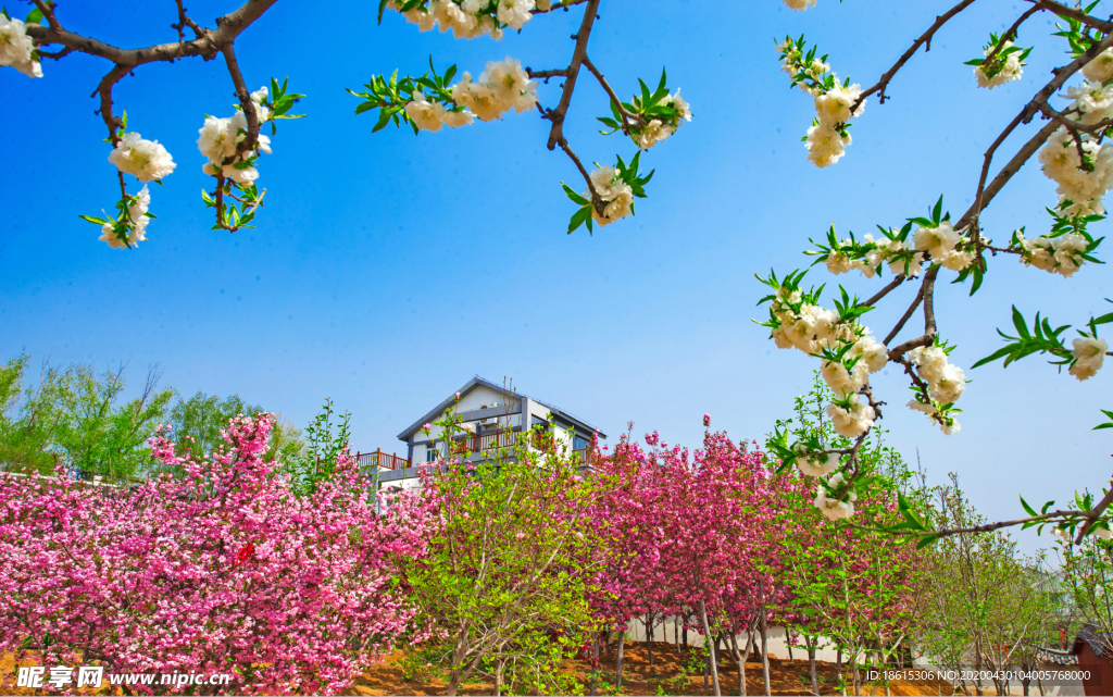 桃花