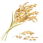 水稻 稻谷 小麦 麦子  手绘