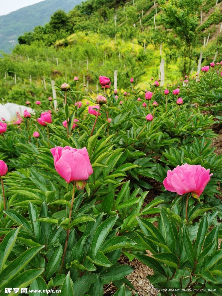 芍药