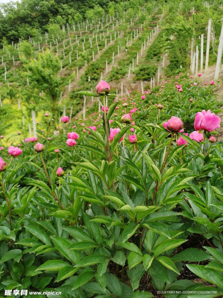 芍药
