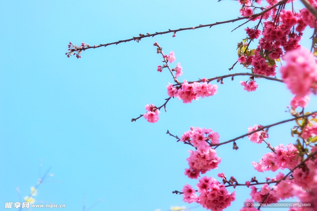 大理樱花