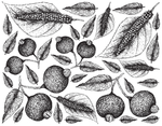 线描植物