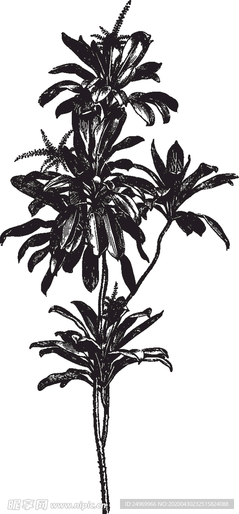 线描植物