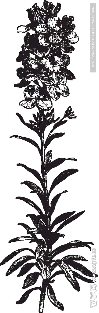 线描植物