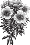 线描植物