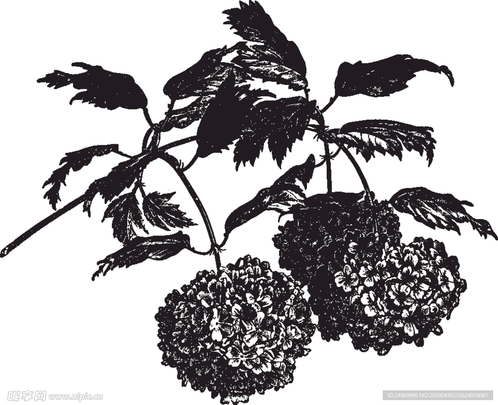 线描植物