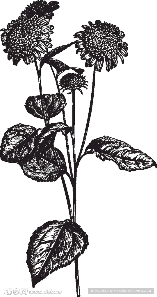 线描植物