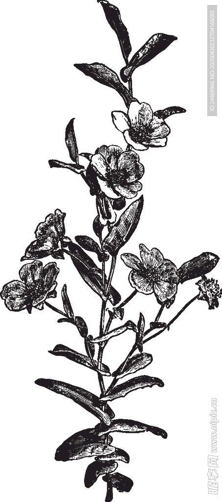 线描植物