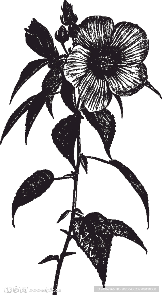 线描植物
