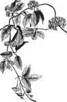 线描植物
