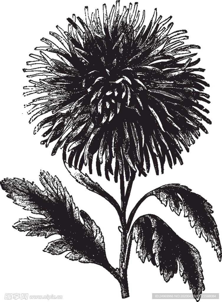 线描植物