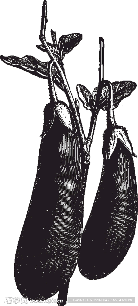 线描植物