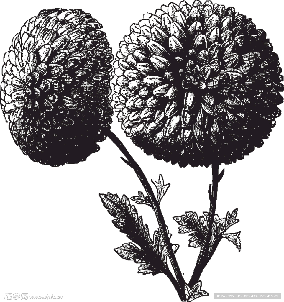 线描植物