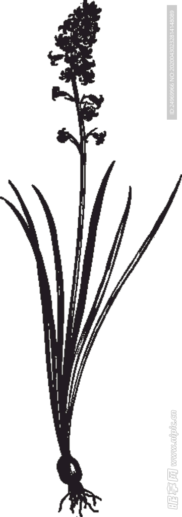 线描植物