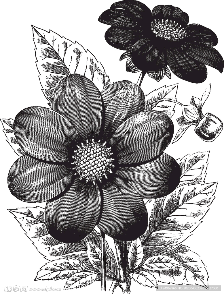 线描植物