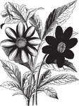 线描植物