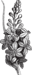 线描植物
