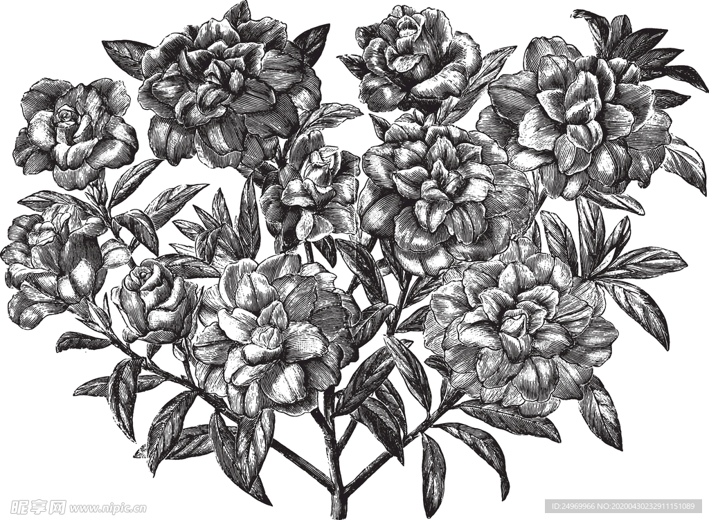 线描植物